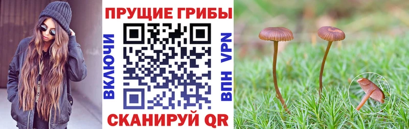 купить Красновишерск Галлюциногенные грибы Cubensis